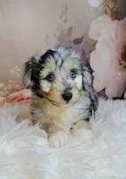 Gaston, a male Shetland Sheepdog and Poodle - Miniature  for sale in Holden, MO – Photo 1 of 5