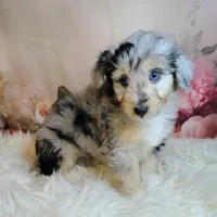 Gaston, a male Shetland Sheepdog and Poodle - Miniature  for sale in Holden, MO – Photo 2 of 5