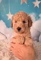 Maynard💚Petite Double Doodle, a male Miniature Goldendoodle for sale in Holden, MO – 5 of 8