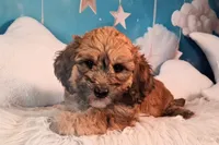 Stewy Lewy💚Mini St Berdoodle , a male Saint Berdoodle for sale in Holden, MO – 8 of 8