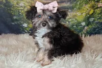 Raya, a female Shetland Sheepdog and Poodle - Miniature  for sale in Holden, MO – 4 of 6
