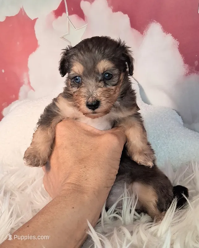 Piper💛Petite Sheltidoodle  – Shetland Sheepdog, Poodle - Miniature  puppy for sale in Holden, MO