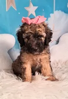 Stella Bella💗Mini Saint Berdoodle , a female Saint Berdoodle for sale in Holden, MO – 2 of 6