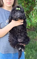 Bella Micro Double Doodle, a female Double Doodle for sale in Holden, MO – 7 of 7