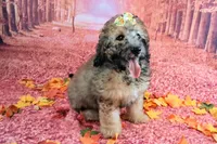 Stella Bella💗Mini Saint Berdoodle , a female Saint Berdoodle for sale in Holden, MO – 5 of 9