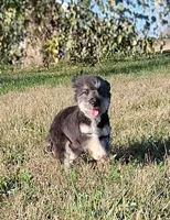 Rocky F1 Toy Sheltidoodle Sheltie x Poodle, a male Shetland Sheepdog and Poodle - Miniature  for sale in Holden, MO – 8 of 9