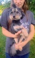 Remmi - Toy Sheltidoodle , a male Shetland Sheepdog and Poodle - Toy  for sale in Holden, MO – 4 of 7