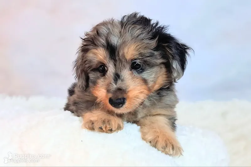 Perci💚 Petite Sheltidoodle  – Shetland Sheepdog, Poodle - Miniature  puppy for sale in Holden, MO