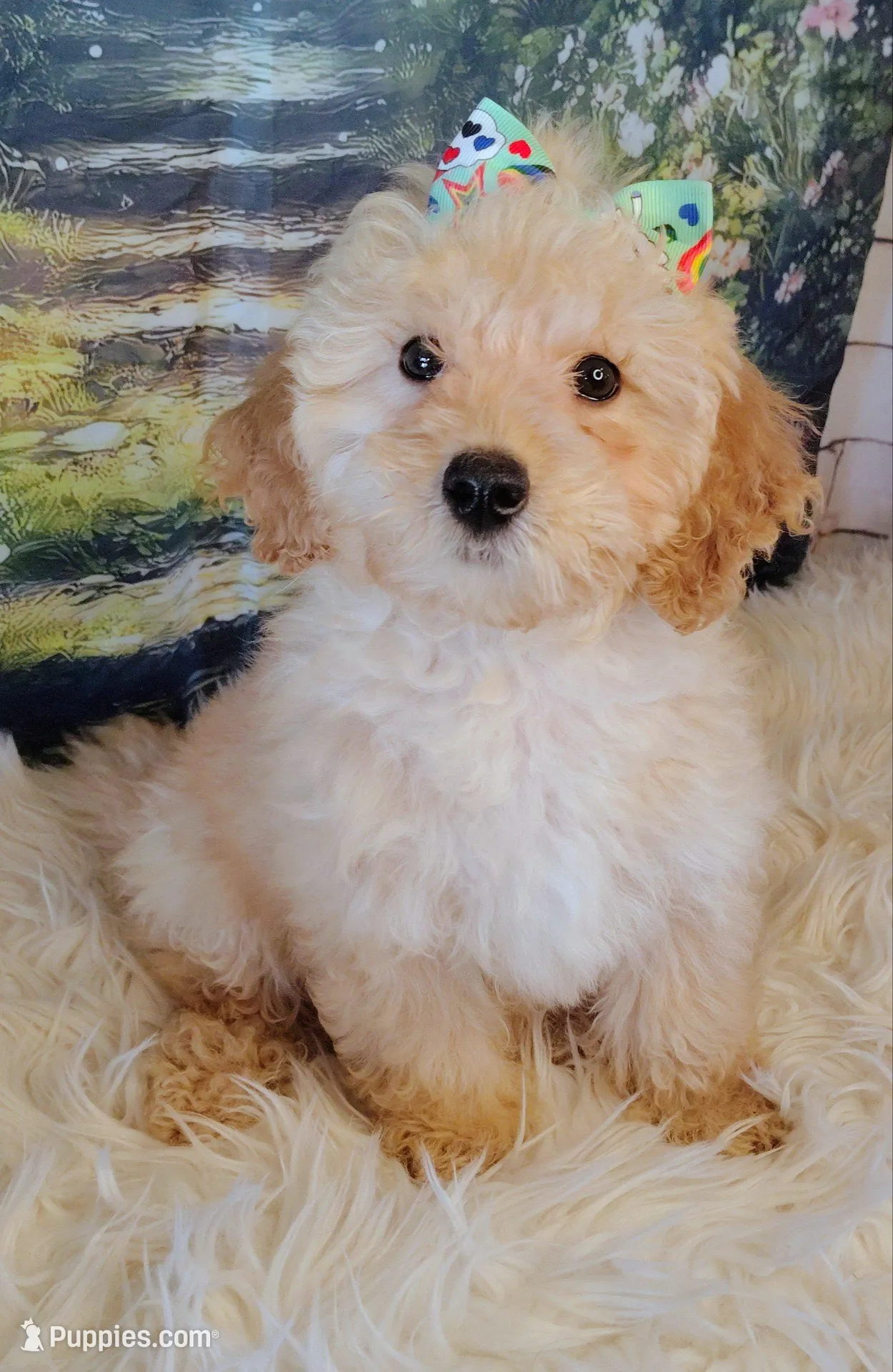 Candy-Micro Mini, a female Goldendoodle for sale in Holden, MO – Photo 4 of 9