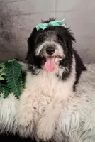 Whimsy💗Micro Sheltie X Poodle, a female Shetland Sheepdog for sale in Holden, MO – 6 of 10