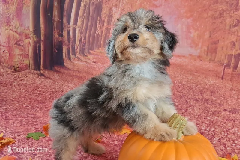 Perci💚 Petite Sheltidoodle  – Shetland Sheepdog, Poodle - Miniature  puppy for sale in Holden, MO