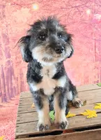 Rocky F1 Toy Sheltidoodle Sheltie x Poodle, a male Shetland Sheepdog and Poodle - Miniature  for sale in Holden, MO – 5 of 9