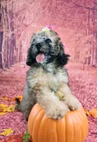 Stella Bella💗Mini Saint Berdoodle , a female Saint Berdoodle for sale in Holden, MO – 8 of 9