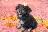 Penelope💗 Petite Sheltidoodle , a female Shetland Sheepdog and Poodle - Miniature  for sale in Holden, MO – 9 of 9