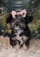 Raya, a female Shetland Sheepdog and Poodle - Miniature  for sale in Holden, MO – 5 of 6