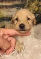Mia - Petite Double Doodle, a female Miniature Goldendoodle for sale in Holden, MO – 2 of 3