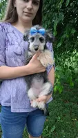 Rina F1 Micro Sheltiedoodle-Reduced, a female Shetland Sheepdog and Poodle - Miniature  for sale in Holden, MO – 8 of 8