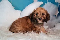 Stewy Lewy💚Mini St Berdoodle , a male Saint Berdoodle for sale in Holden, MO – 7 of 8