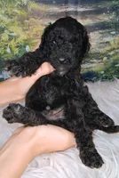 Murray - Petite Double Doodle, a male Miniature Goldendoodle for sale in Holden, MO – 2 of 3