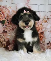 Paulette Micro F1 Sheltidoodle, a female Shetland Sheepdog and Poodle - Miniature  for sale in Holden, MO – 2 of 9