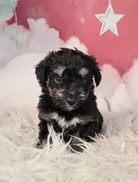 Penelope💗 Petite Sheltidoodle , a female Shetland Sheepdog and Poodle - Miniature  for sale in Holden, MO – 3 of 7