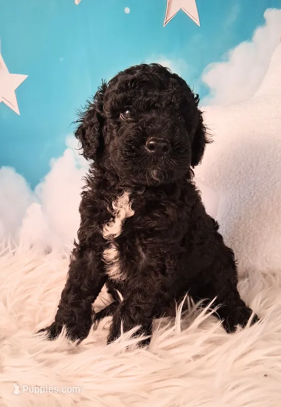 Murray - Petite Double Doodle – Miniature Goldendoodle puppy for sale in Holden, MO