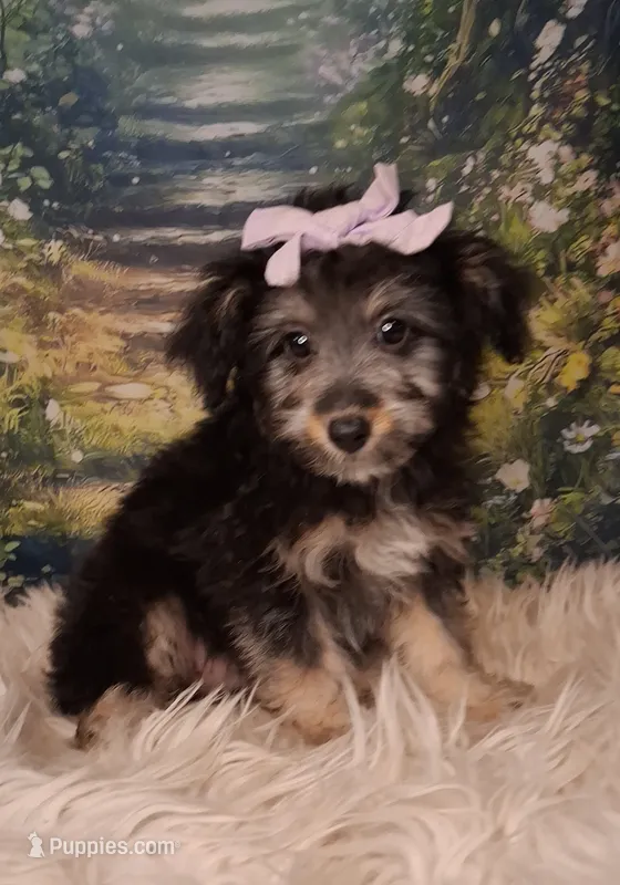 Rina – Shetland Sheepdog, Poodle - Miniature  puppy for sale in Holden, MO