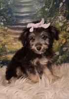 Rina, a female Shetland Sheepdog and Poodle - Miniature  for sale in Holden, MO – 1 of 7