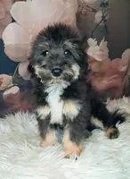 Rocky F1 Toy Sheltidoodle, a male Shetland Sheepdog and Poodle - Miniature  for sale in Holden, MO – 4 of 7
