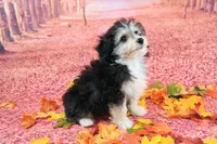 Poncho❤️Petite Sheltidoodle , a male Shetland Sheepdog and Poodle - Miniature  for sale in Holden, MO – 7 of 8