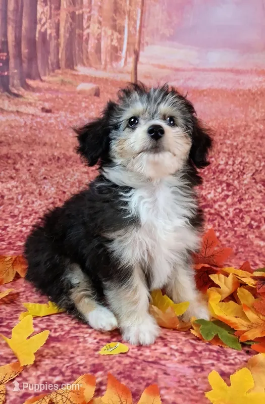 Poncho❤️Petite Sheltidoodle  – Shetland Sheepdog, Poodle - Miniature  puppy for sale in Holden, MO