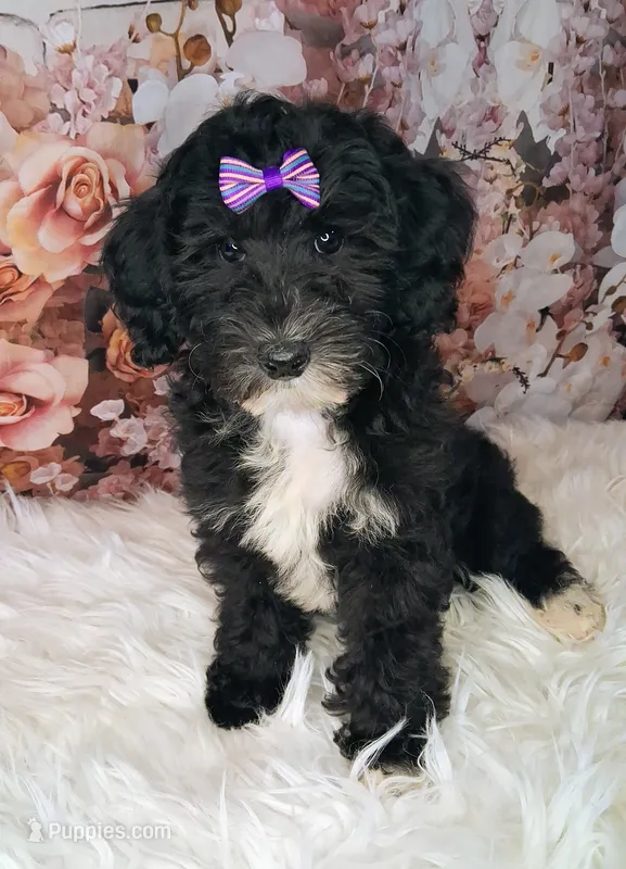 Yisadora - Micro Doodle Doodle – Double Doodle puppy for sale in Holden, MO