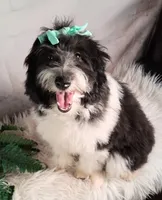 Whimsy💗Micro Sheltie X Poodle, a female Shetland Sheepdog for sale in Holden, MO – 5 of 10