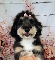 Paulette Micro F1 Sheltidoodle, a female Shetland Sheepdog and Poodle - Miniature  for sale in Holden, MO – 8 of 9