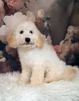 Yukon- Micro Double Doodle, a male Double Doodle for sale in Holden, MO – 2 of 8
