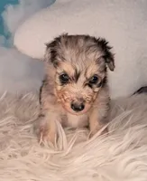 Picasso💙-Petite Sheltidoodle , a male Shetland Sheepdog and Poodle - Miniature  for sale in Holden, MO – 2 of 6