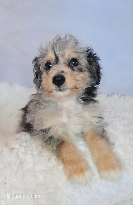 Picasso💙-Petite Sheltidoodle  – Shetland Sheepdog, Poodle - Miniature  puppy for sale in Holden, MO