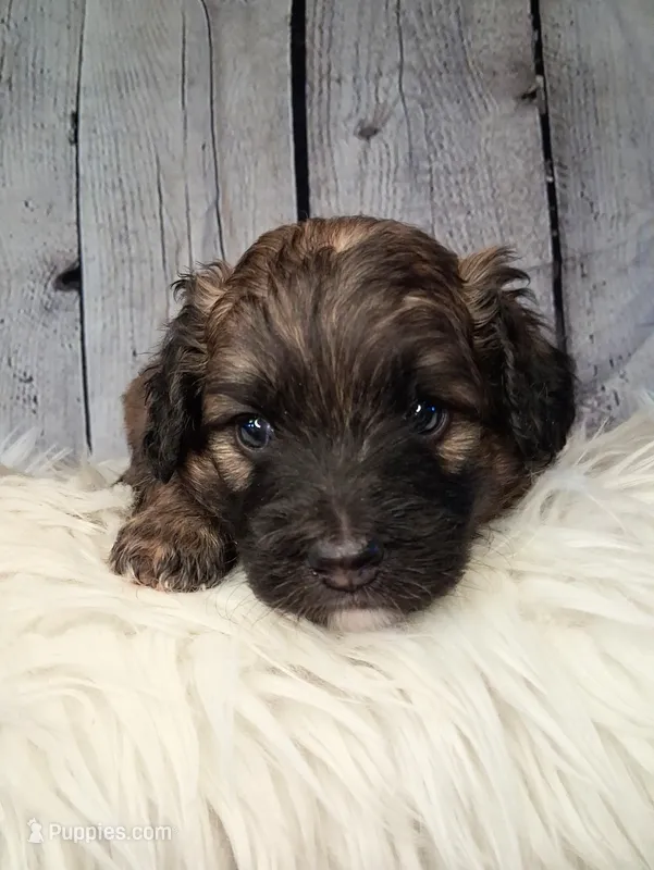 Sergeant Stubs - Mini St Berdoodle  – Saint Berdoodle puppy for sale in Holden, MO