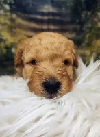 Maynard - Petite Double Doodle, a male Miniature Goldendoodle for sale in Holden, MO – 3 of 5