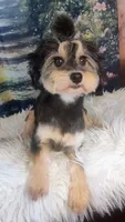 Remmi - Toy Sheltidoodle , a male Shetland Sheepdog and Poodle - Toy  for sale in Holden, MO – 5 of 7