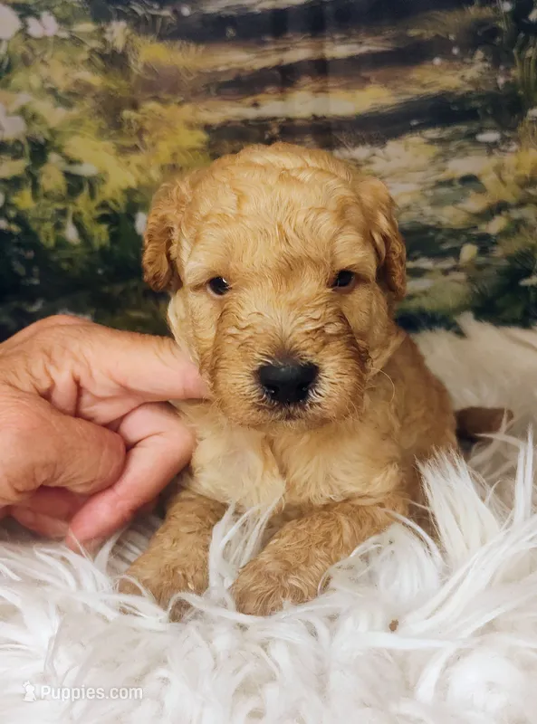 Maynard - Petite Double Doodle – Miniature Goldendoodle puppy for sale in Holden, MO
