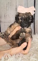 Stella Bella - Mini Saint Berdoodle , a female Saint Berdoodle for sale in Holden, MO – 4 of 4