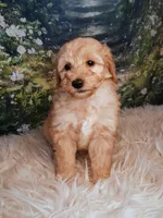 Yvonne - Micro Double Doodle, a female Double Doodle for sale in Holden, MO – 2 of 6