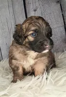 Sergeant Stubs - Mini St Berdoodle , a male Saint Berdoodle for sale in Holden, MO – 4 of 7