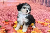 Poncho❤️Petite Sheltidoodle , a male Shetland Sheepdog and Poodle - Miniature  for sale in Holden, MO – 3 of 8