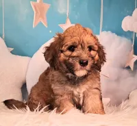 Stewy Lewy💚Mini St Berdoodle , a male Saint Berdoodle for sale in Holden, MO – 3 of 8