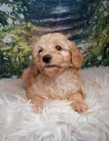 Yvonne - Micro Double Doodle, a female Double Doodle for sale in Holden, MO – 4 of 6