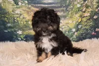 Rocky, a male Shetland Sheepdog and Poodle - Miniature  for sale in Holden, MO – 6 of 7