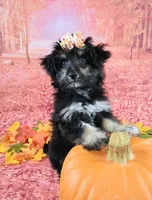 Penelope💗 Petite Sheltidoodle , a female Shetland Sheepdog and Poodle - Miniature  for sale in Holden, MO – 8 of 9