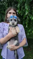 Rina F1 Micro Sheltiedoodle-Reduced, a female Shetland Sheepdog and Poodle - Miniature  for sale in Holden, MO – 7 of 8